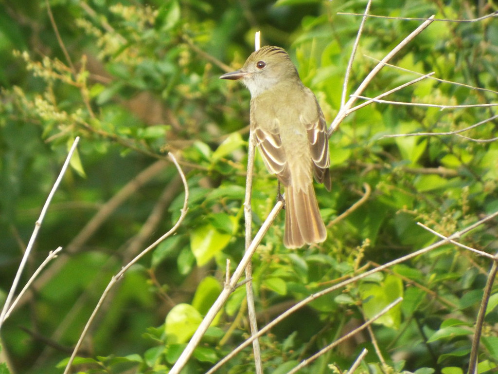 Great Crested Flycatcher, Crowley Park, Richardson, Texas,… Flickr