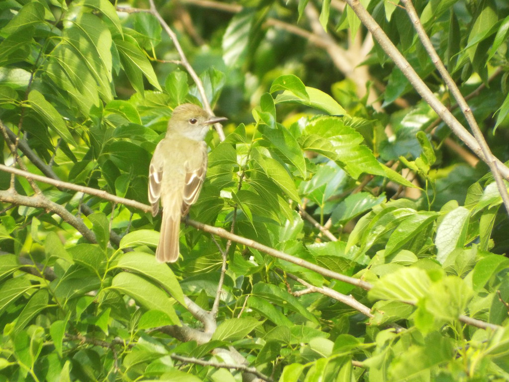 Great Crested Flycatcher, Crowley Park, Richardson, Texas,… Flickr