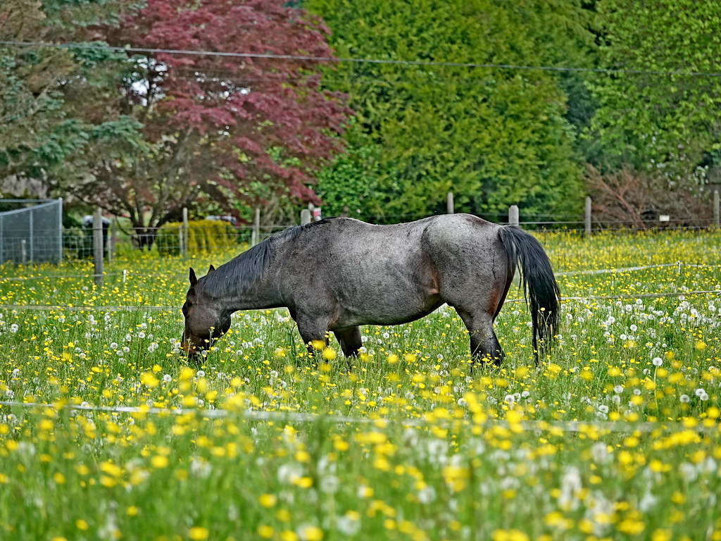 Horse, Carnation, WA 5/9/23 Monthly, species & trip albums… Flickr