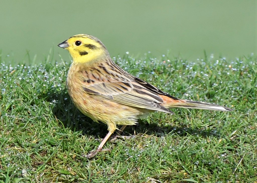 Yellowhammer male Bradnor Hill Paul Downes Flickr