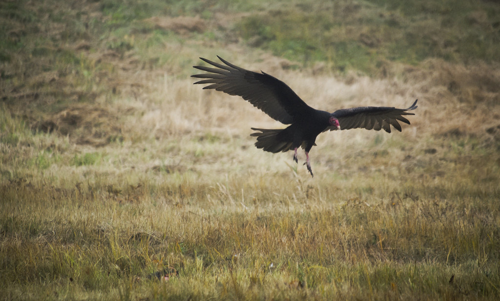 Turkey Vulture landing Ben Becker Flickr