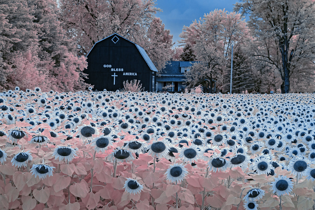 crazy infrared sunflower field on CodyEstey Rd. Michigan Flickr