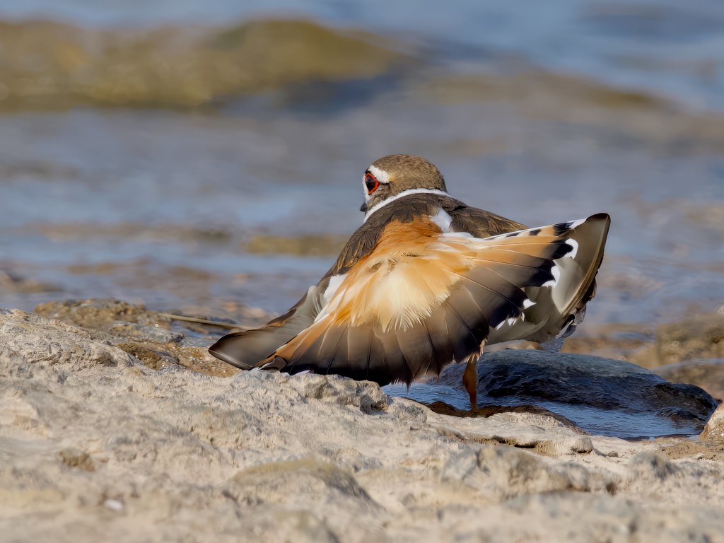 Killdeer Tail fanning and broken wing display to distract … Flickr