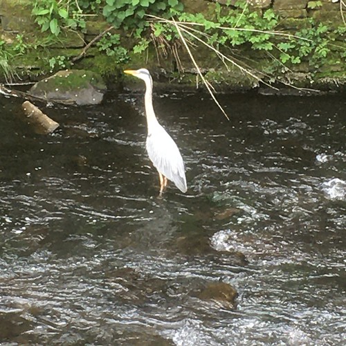 Heron in River Irwell outside B and M Bargains in Rawtenst… Flickr