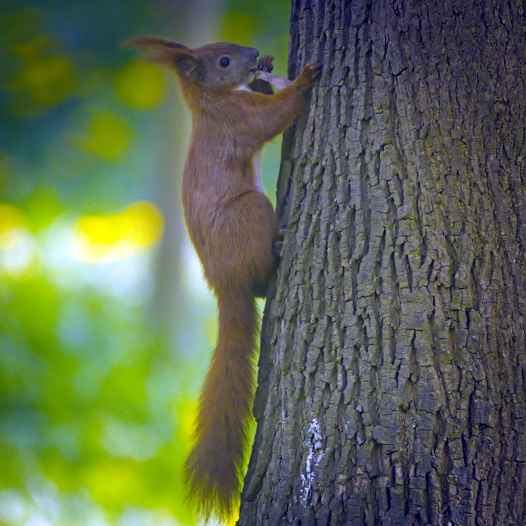 Red squirrel a photo on Flickriver