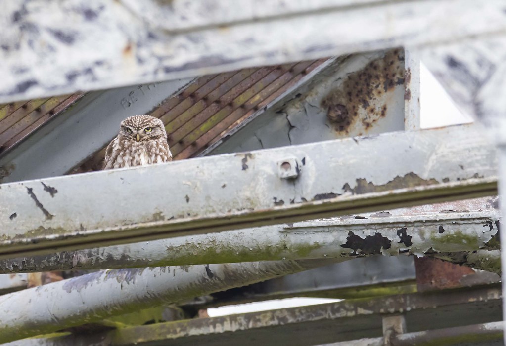 Little Owl RSPB St Aidans Richard Greenwood Flickr