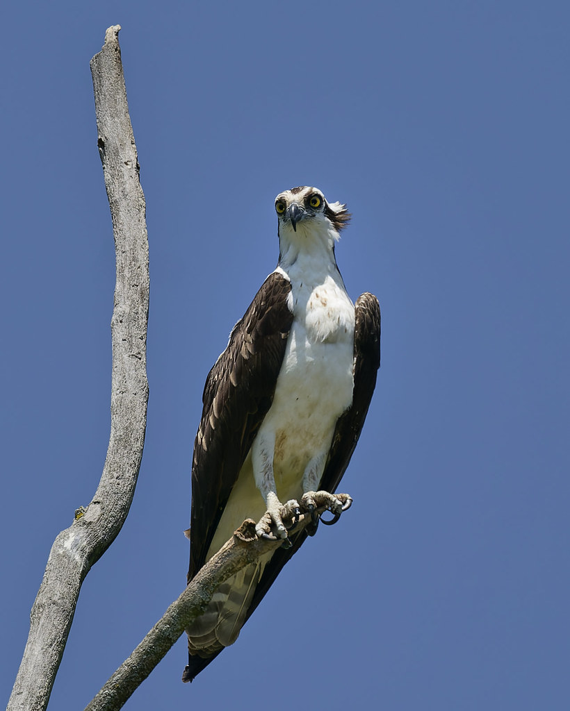 Professor Osprey Gregory Ashmore Flickr