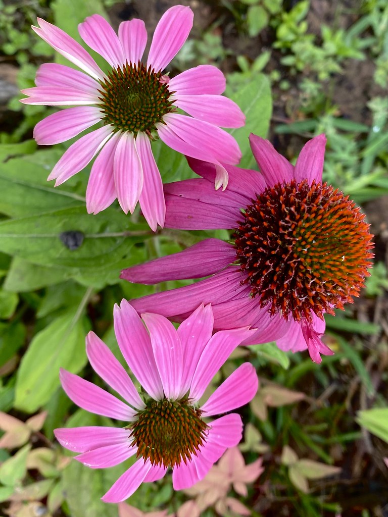 Coneflowers More Coneflowers in my Garden Nancy Spears Flickr