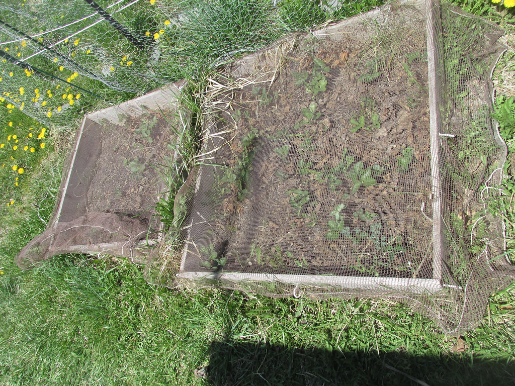 Strawberry beds weeded Strawberry beds weeded, photographe… Flickr