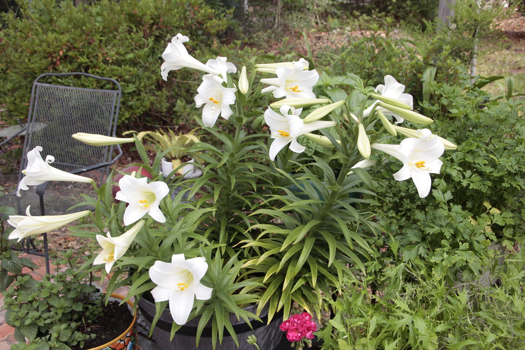 Easter Lilly Bulbs from last seasons plants Paul Braynard Flickr