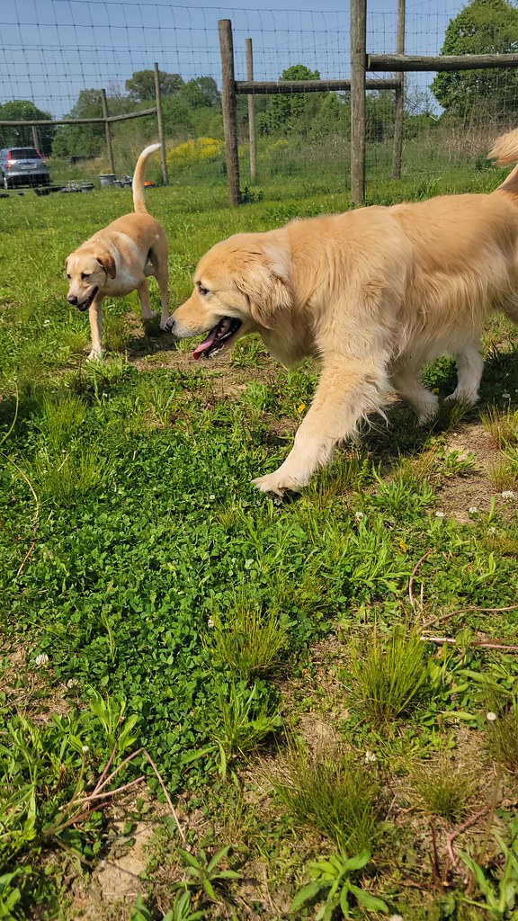 20230511_104828 Holiday House Pet Resort and Training Center Flickr