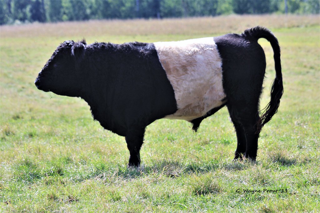 Belted Galloway Cattle (Bos taurus) A Belted Galloway bull… Flickr