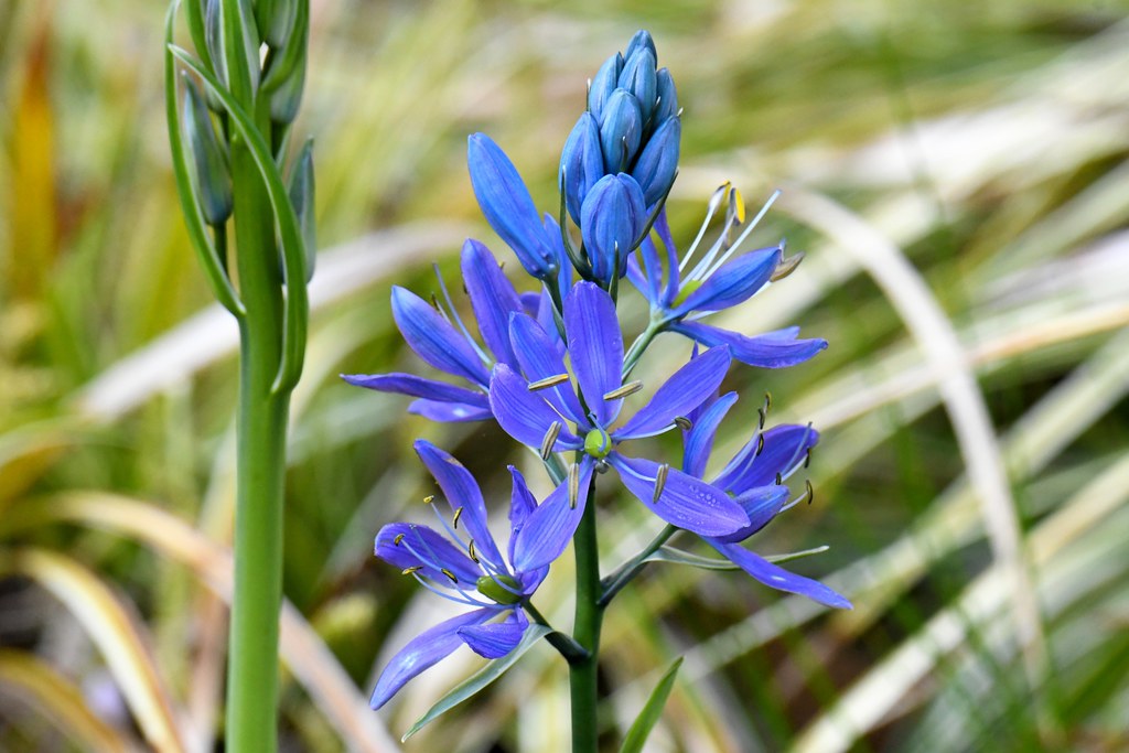 Common Camas (Camassia Quamash) Mayne Island David Wong Flickr