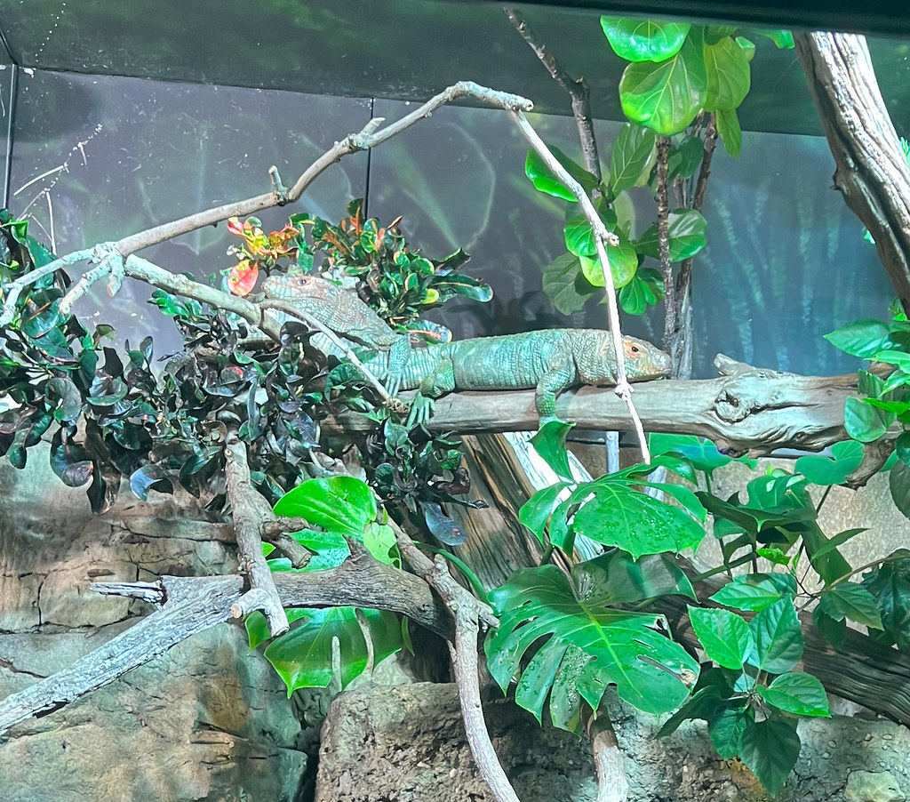 Caiman Lizard Nashville Zoo Jean Ogden Just Chaos Photography Flickr