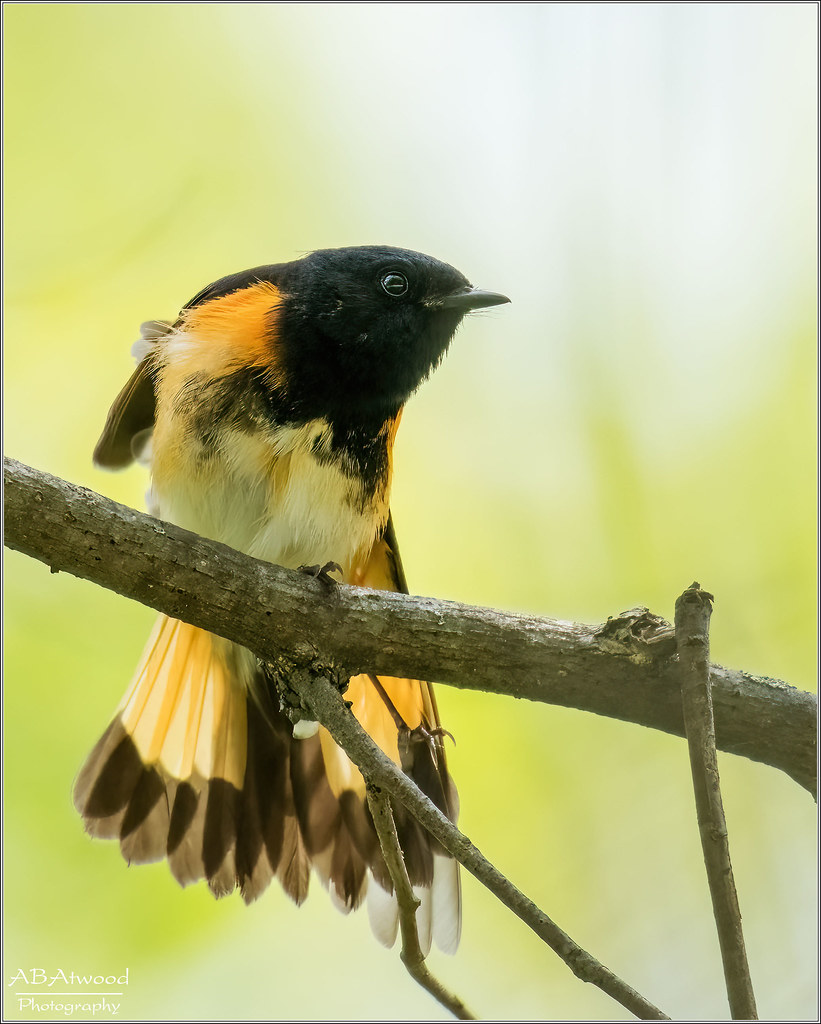 Essex Vt Redstart 20230510 056d Alan Atwood Flickr