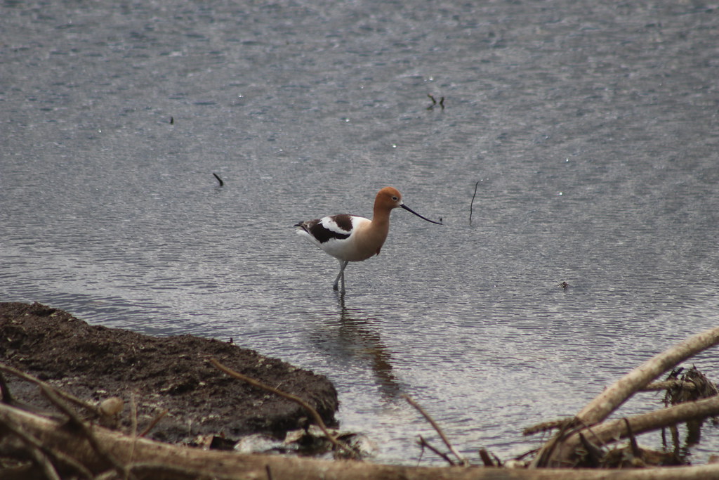 American Avocet Lake Andes National Wildlife Refuge South … Flickr