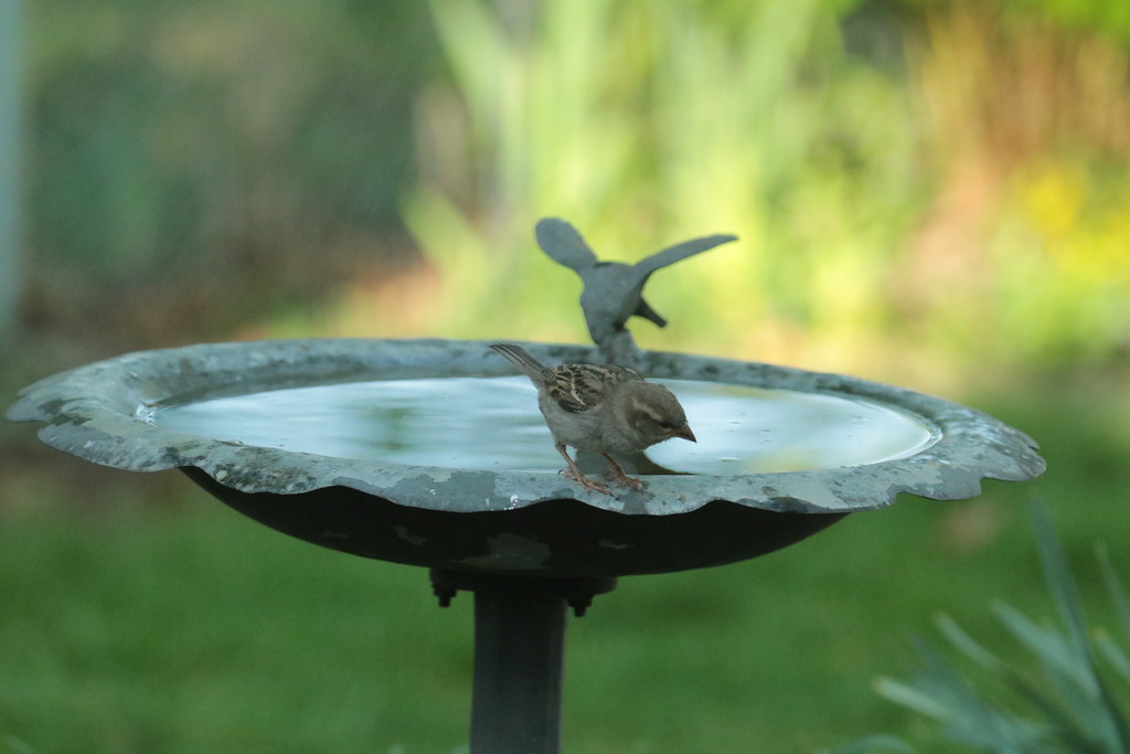 A Busy May Day in the Garden! Orland Park Birdie Girl Flickr