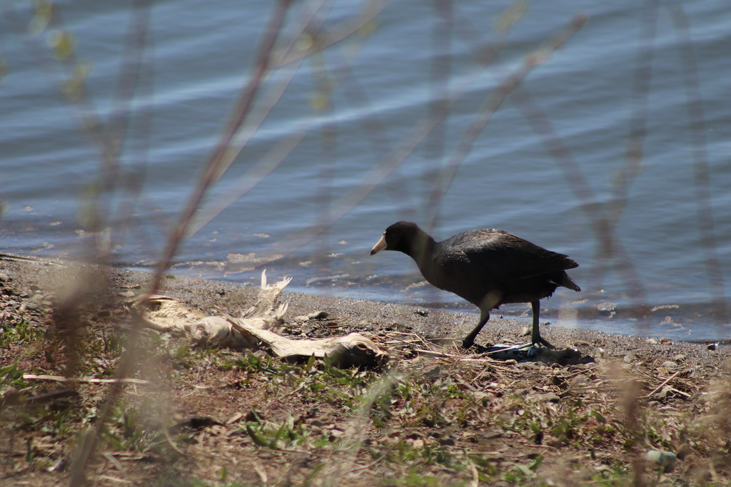 Coots Lake Andes National Wildlife Refuge South Daktoa Flickr