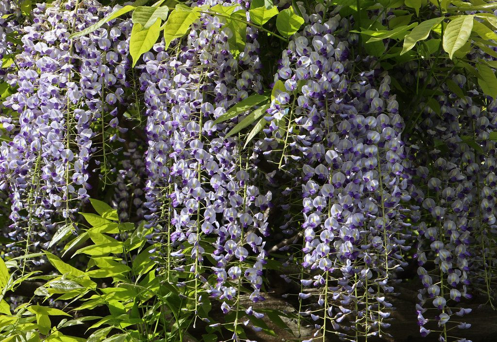 Osborne Garden at the BBG Taken 552023 Holly Koffler Flickr