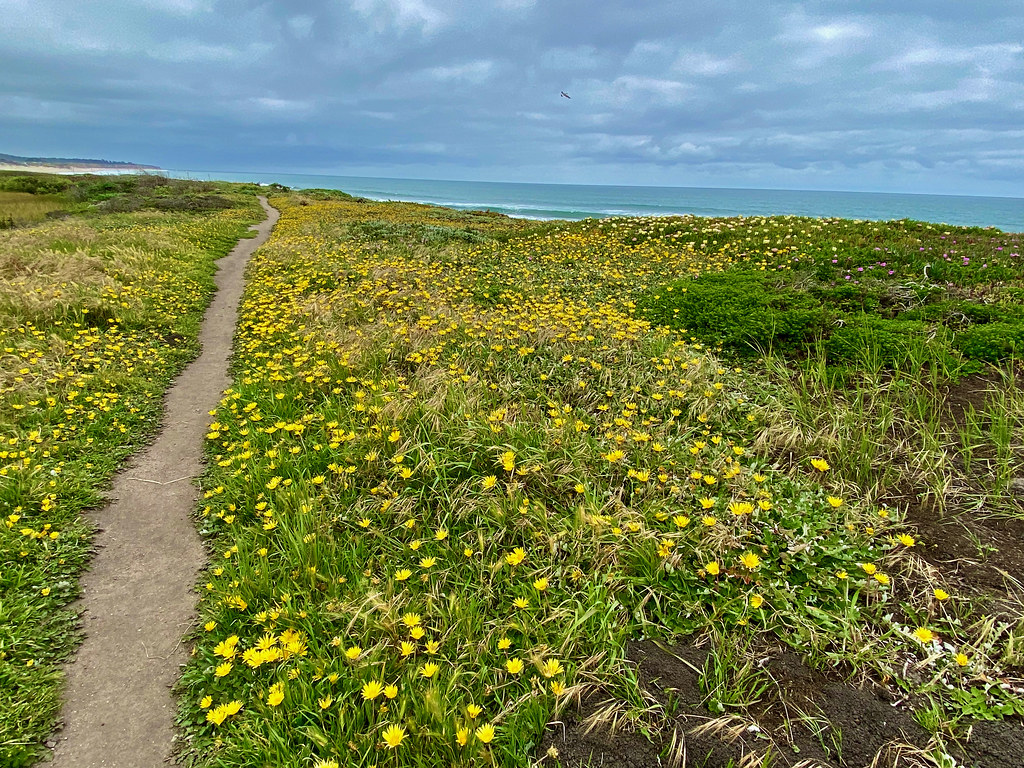 Coastal Wildflowers 2023 Wildflowers at Half Moon Bay Stat… Flickr