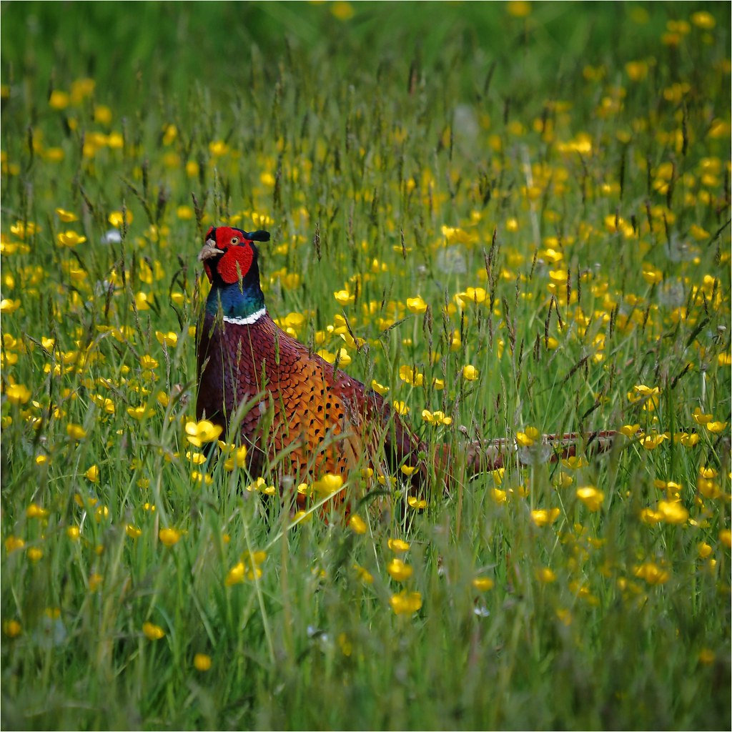 Wildlife at Ness Botanic gardens paul ashton Flickr
