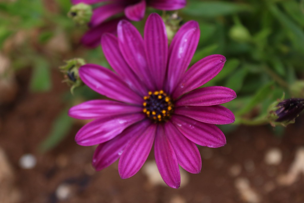 IMG_7562 Sadat Sawalhi Flickr