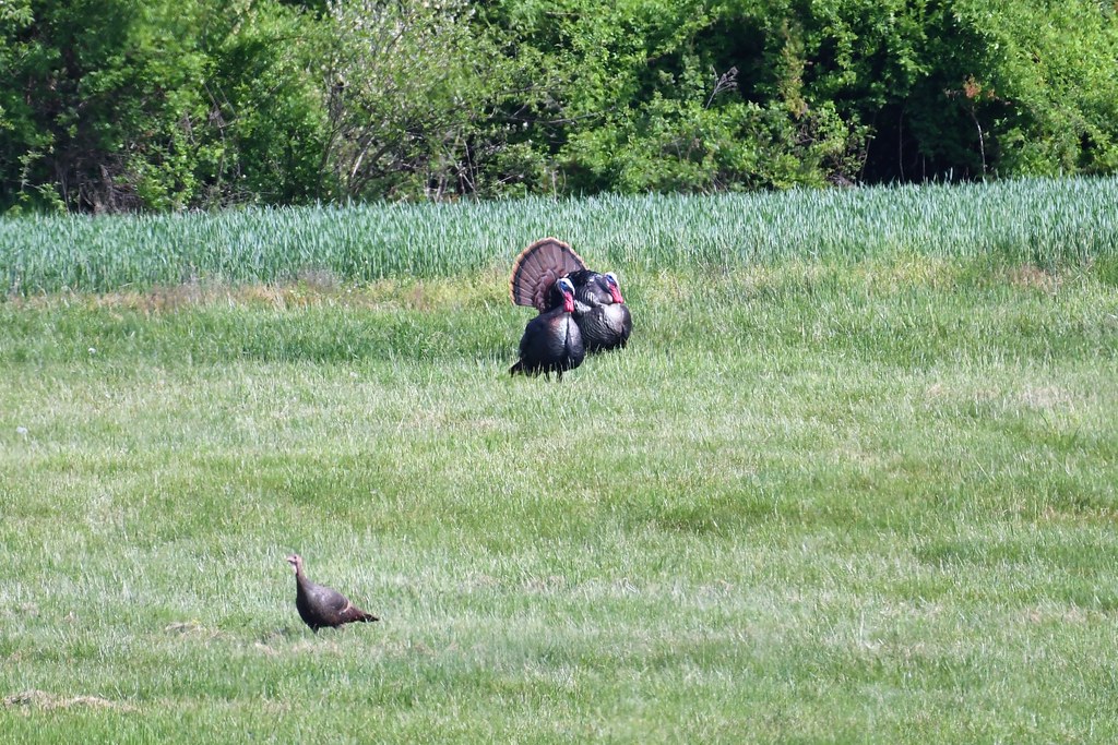 Turkeys Middle Creek WMA Joe Wolf Flickr