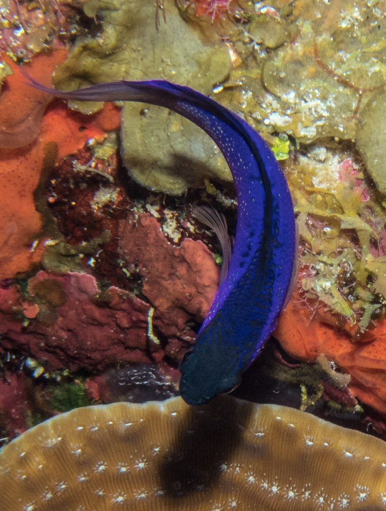 ok, too many ellie briscoe Flickr