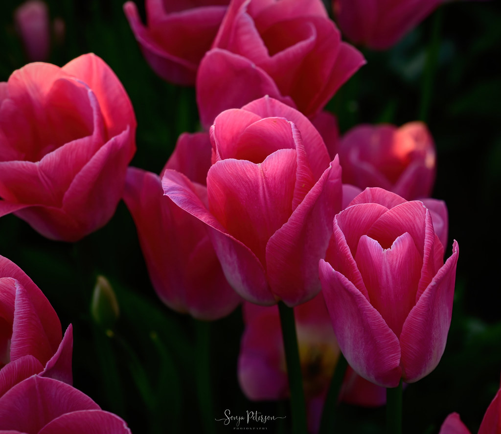 2023 ABBOTSFORD TULIP FESTIVAL (Lakeland Flowers) Abbotsfo… Flickr