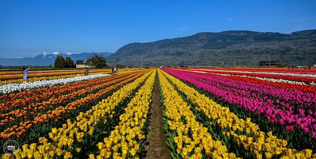 2023 ABBOTSFORD TULIP FESTIVAL (Lakeland Flowers) Abbotsfo… Flickr