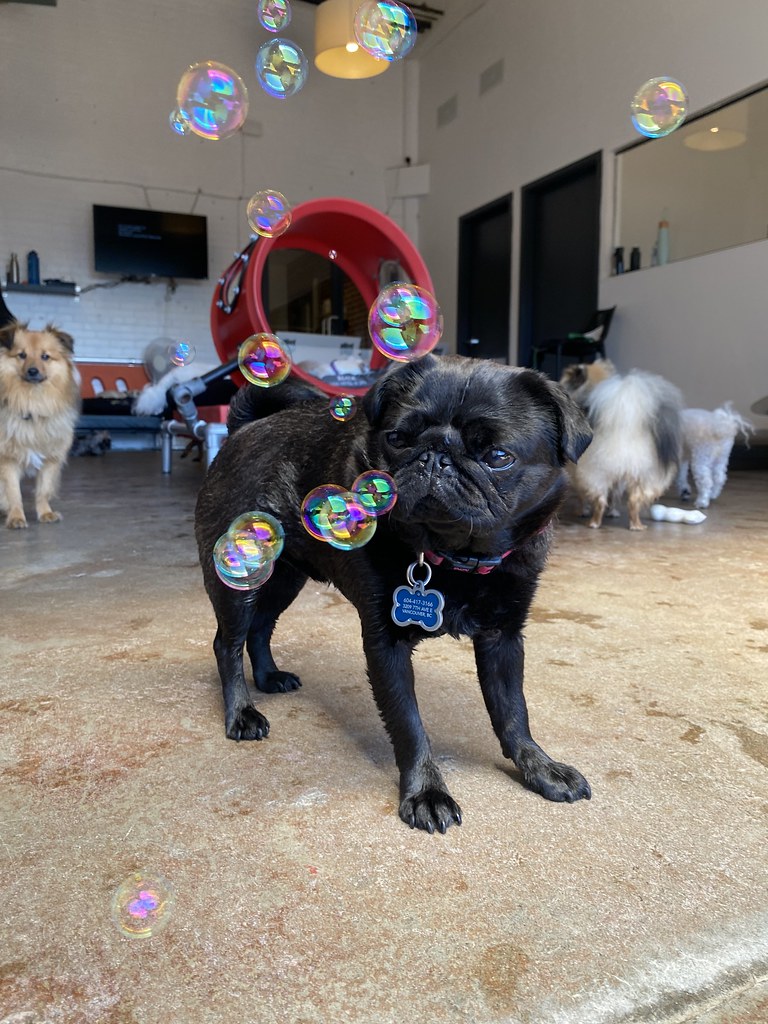 Untitled Rex Dog Hotel + Spa Flickr