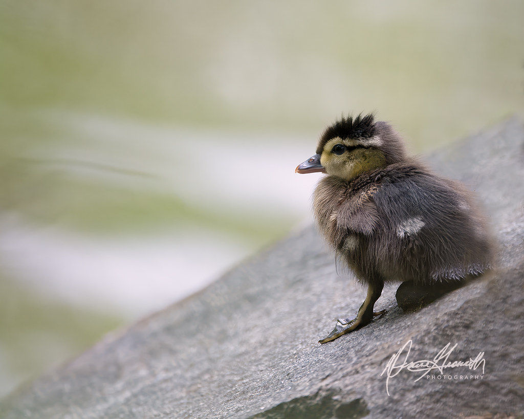 Wood Duck baby, NY Denise Grossarth Flickr