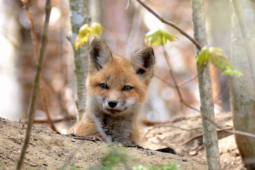 A beautiful fox kit Sonia Drouin Flickr