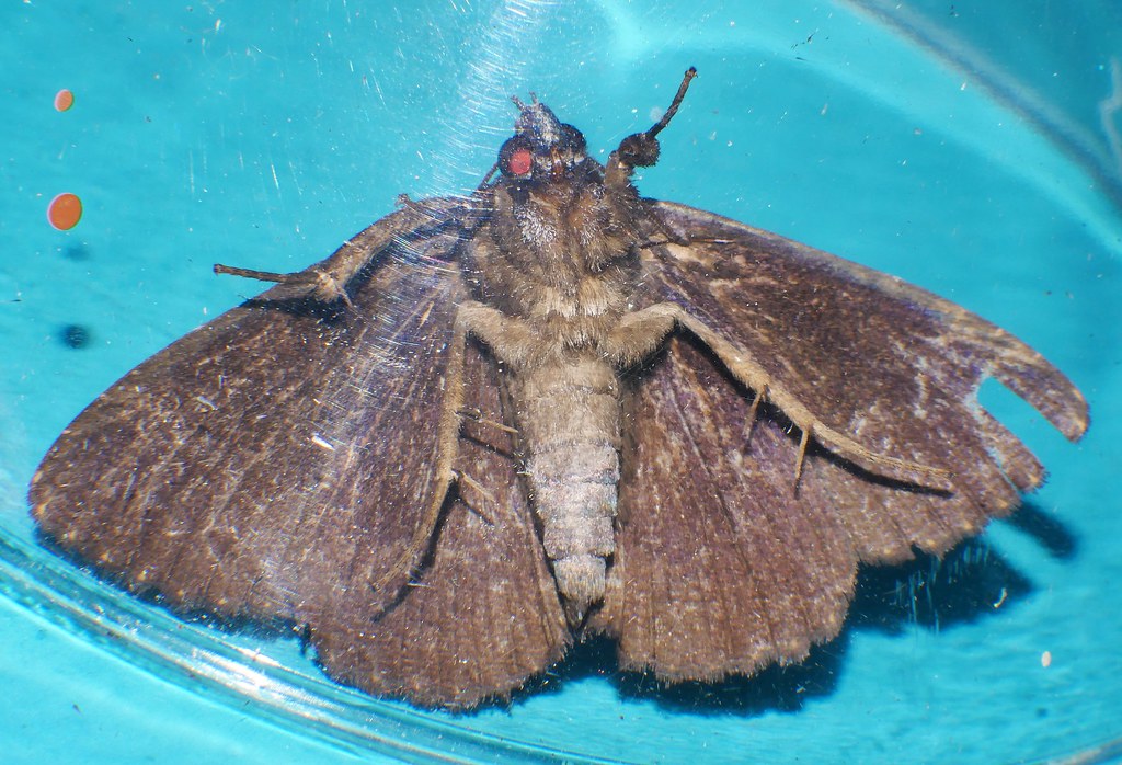 Whitsunday dotted Tapestry moth Praxis sp aff edwardsii Ca… Flickr