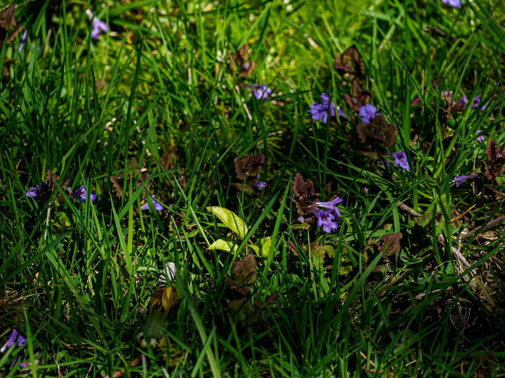 P5050043.jpg Joe Jr. Flickr