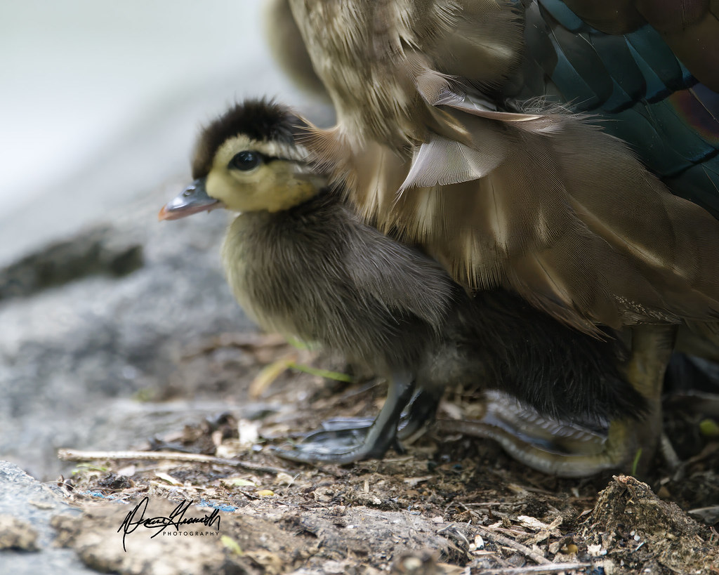 Wood Duck baby, NY Denise Grossarth Flickr