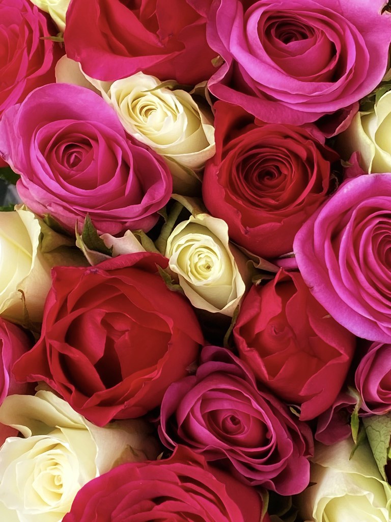 🎶 I want to lay you down on a bed of roses… Julie McGovern Flickr