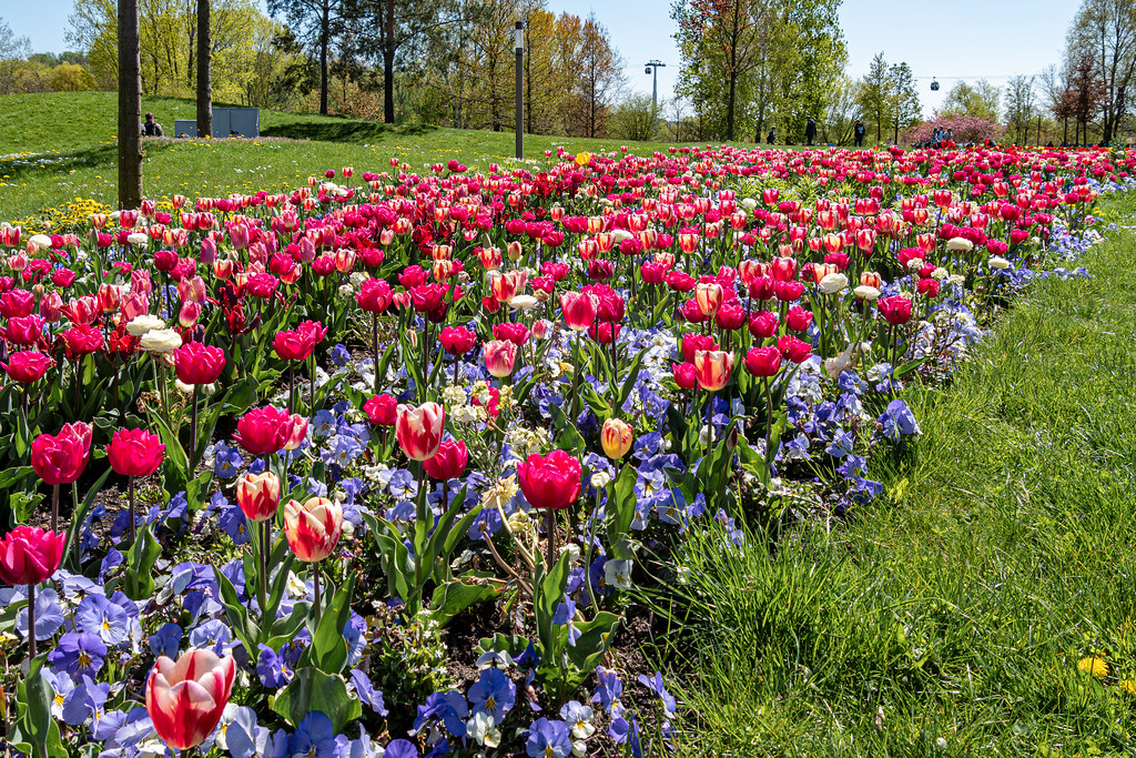Berlin, Gärten der Welt Frühlingsbeet mit vielen Tulpen Berlin