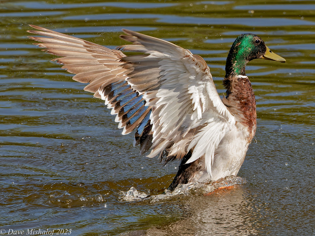 Male Mallard Eagle Scout Lake , Escondido, CA David C Mishalof Flickr