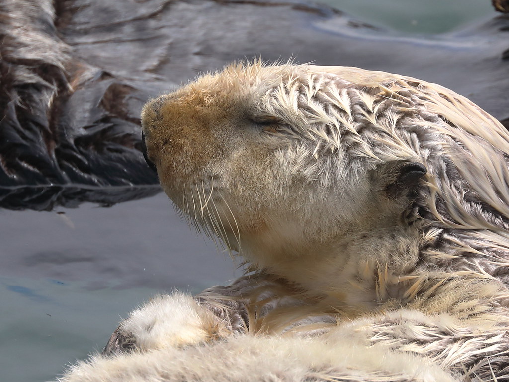 Sea otter profile David Silsbee Flickr