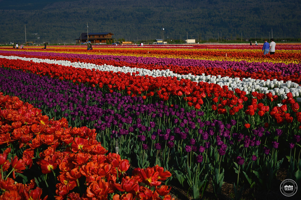 2023 ABBOTSFORD TULIP FESTIVAL (Lakeland Flowers) Abbotsfo… Flickr
