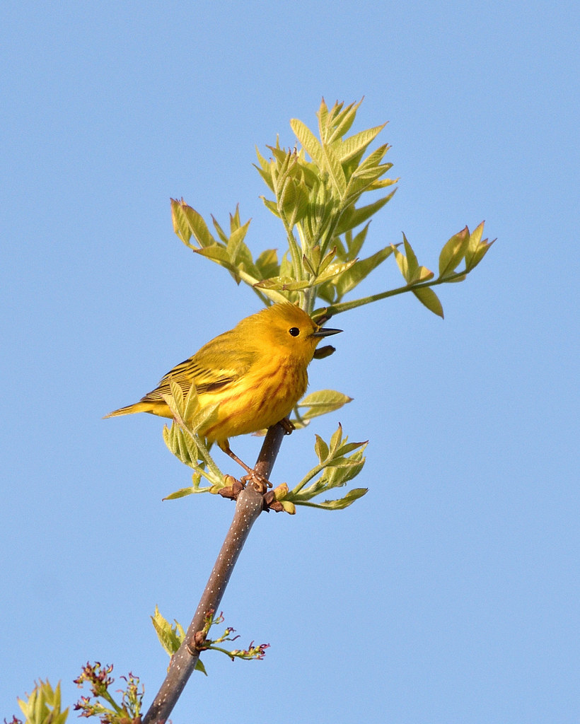 Yellow Warbler Photos By JM Flickr