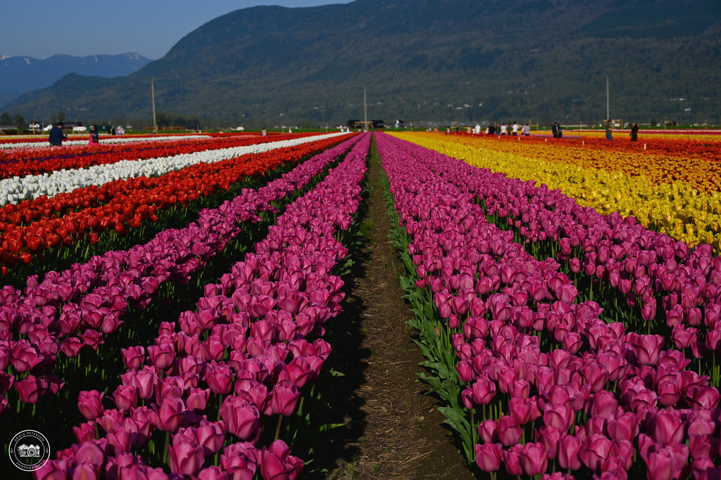 2023 ABBOTSFORD TULIP FESTIVAL (Lakeland Flowers) Abbotsfo… Flickr