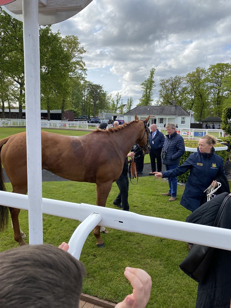Dutch Decoy at Hamilton Park Alan McMahon Flickr
