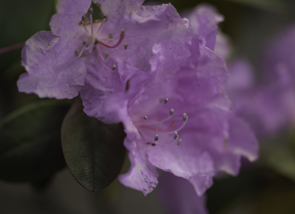 20230513 Curves6900 PJM Rhododendron, Bangor, Maine. Flickr