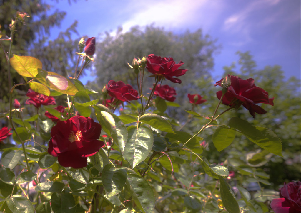 Soakin up the sun R.J.Taylor60 Flickr