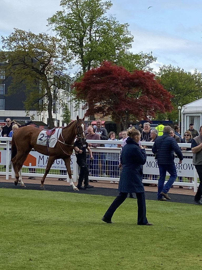 Dutch Decoy at Hamilton Park Alan McMahon Flickr