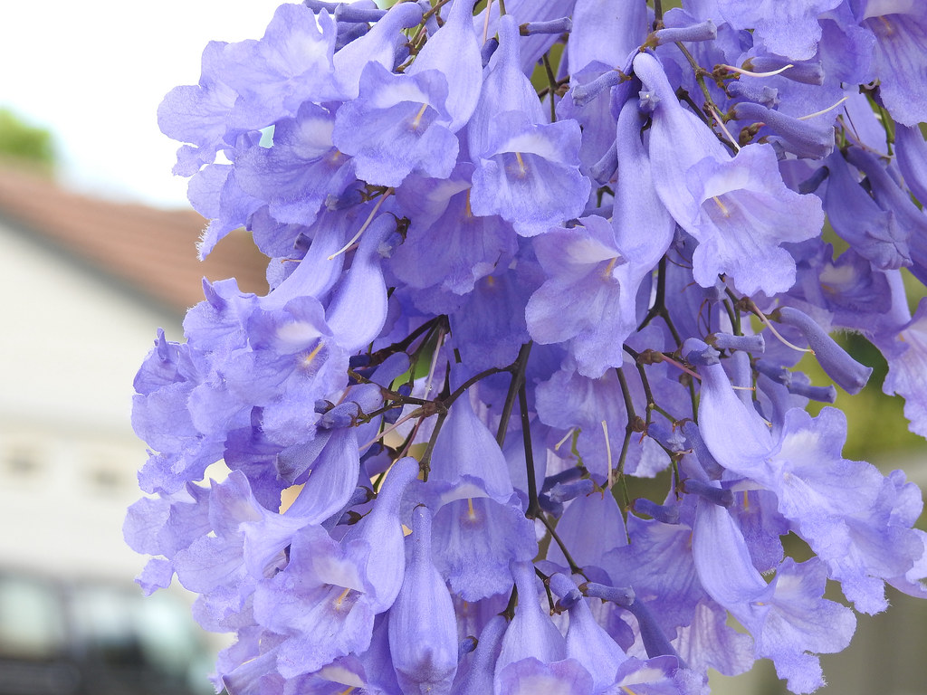 Jacaranda Flowers Jacaranda tree flowers for Janine my Fli… Flickr