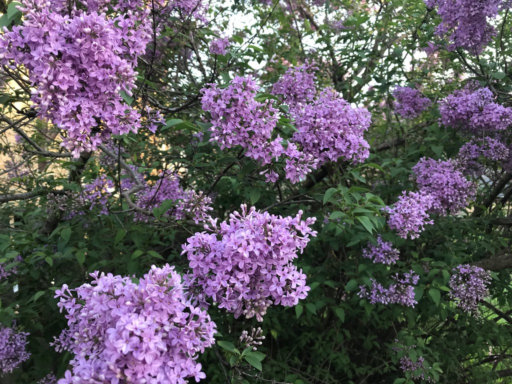 Miss Kim lilacs in my yard OxbiJox Flickr