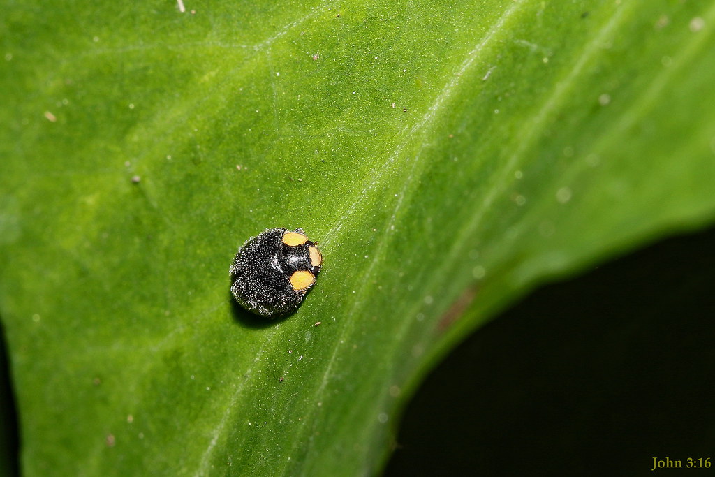 Out For A Stroll Yellowshouldered Ladybird (Apolinus livi… Flickr